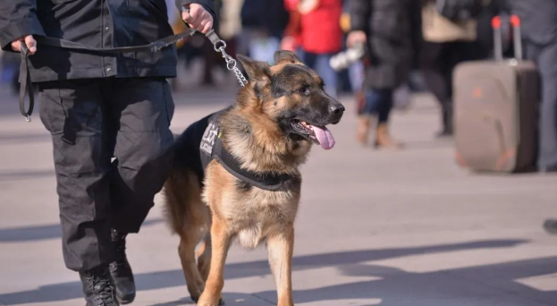 警犬考核失败,狗狗把自己关在院子里,带球跑了整整2个小时 警犬考核失败,狗狗把自己关在院子里,带球跑了整整2个小时