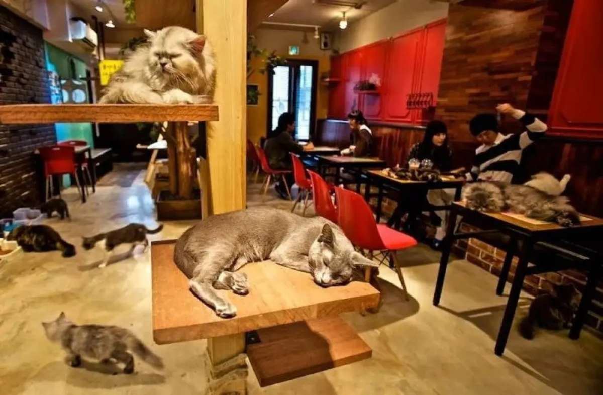 天津市市场监部门回应：“猫咖店为啥不能出现狗狗”