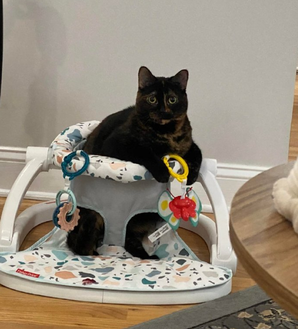 猫咪因霸占宝宝座椅被教训，猫：凭什么我这个宝宝不能坐？.png