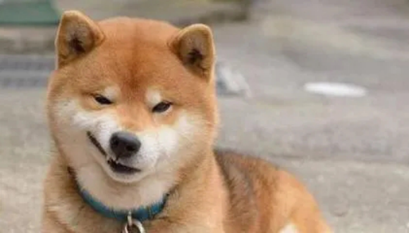柴犬感冒了，这样治疗很管用！