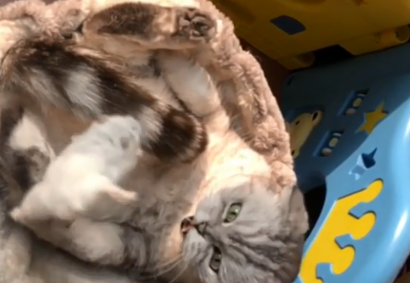 猫侠真名.png