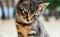 猫能不能吃蒸熟的南瓜