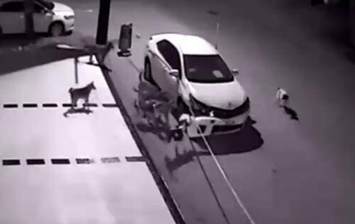 男子下车时踢了一脚流浪狗,第二天车子就破了,翻出监控后懵了 男子下车时踢了一脚流浪狗,第二天车子就破了,翻出监控后懵了