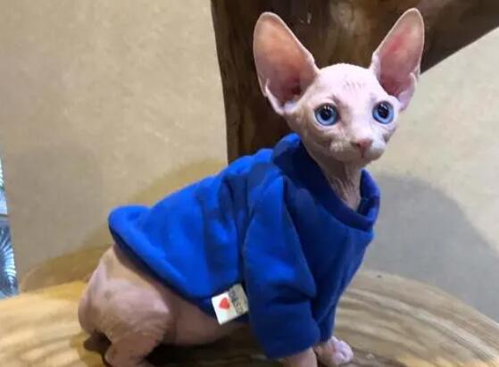 想让加拿大无毛猫不叫,主人要这么训练它 想让加拿大无毛猫不叫,主人要这么训练它