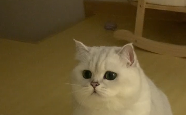 猫咪突然一直抽搐怎么办.png 猫咪突然一直抽搐怎么办.png