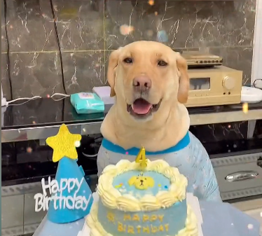 金毛幼犬吃什么胖的快.png