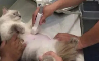 猫咪怀孕要生了是什么预兆