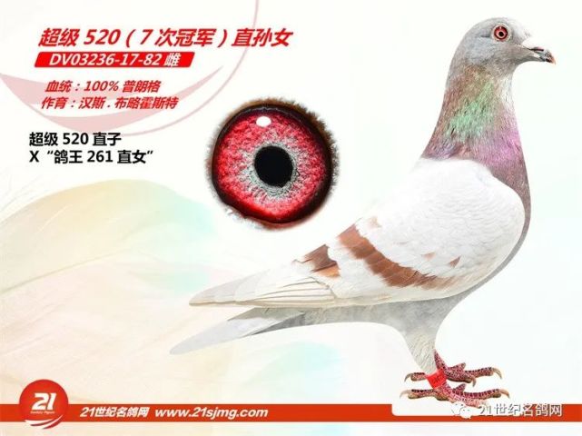 德国70%以上的鸽友都拥有无环号的血系 德国70%以上的鸽友都拥有无环号的血系