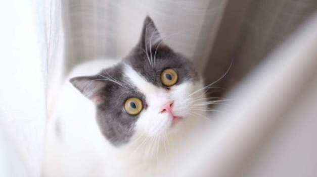 干性猫传腹食欲怎么样 干性猫传腹食欲怎么样