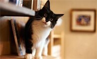 猫的伤口化脓成一个洞什么情况