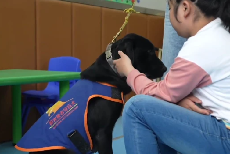 国际导盲犬日:治愈犬为“星星的孩子”点亮灯光 国际导盲犬日:治愈犬为“星星的孩子”点亮灯光