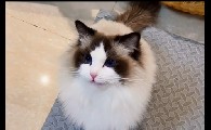 M31布偶猫主人是谁