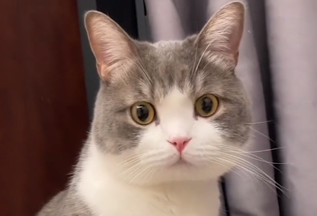 乐乐的土豆的主人是谁