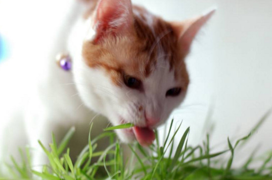 猫咪几个月才能吃猫草