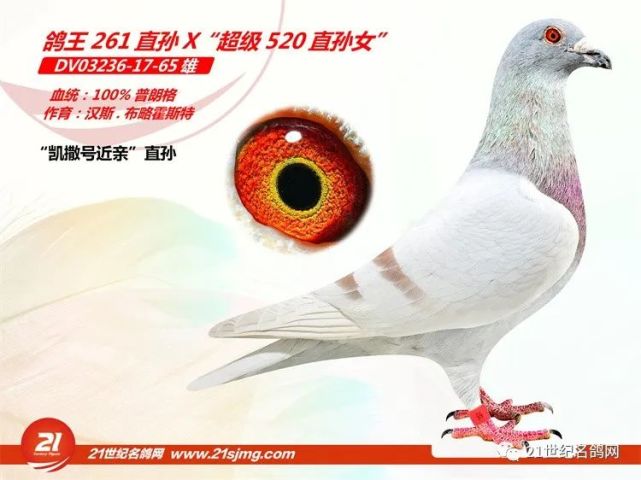 德国70%以上的鸽友都拥有无环号的血系 德国70%以上的鸽友都拥有无环号的血系