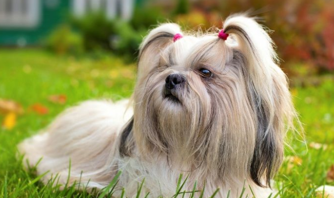 西施犬恐惧噪音?你可以这么帮它 西施犬恐惧噪音?你可以这么帮它