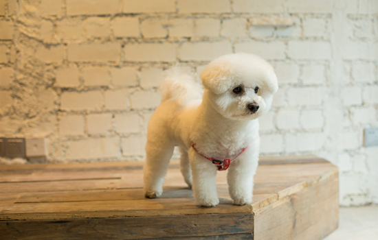 比熊犬不能吃的水果,铲屎官一定get一下 比熊犬不能吃的水果,铲屎官一定get一下