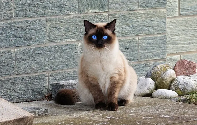 想让暹罗猫睡在猫窝里,需要做好这3步! 想让暹罗猫睡在猫窝里,需要做好这3步!