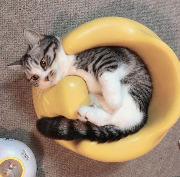 猫咪因霸占宝宝座椅被教训，猫：凭什么我这个宝宝不能坐？.png