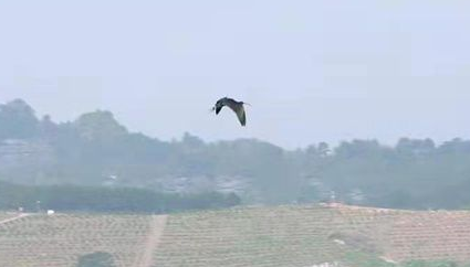 湖南新宁崀山惊现国家一级重点保护鸟类彩鹮