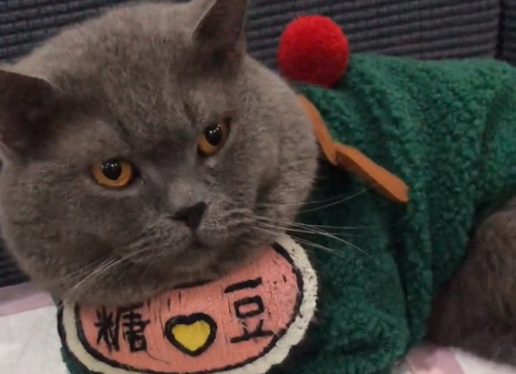 糖豆是只猫主人是谁.png 糖豆是只猫主人是谁.png