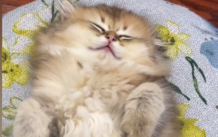邓峰萌萌摔肿了在哪买的猫