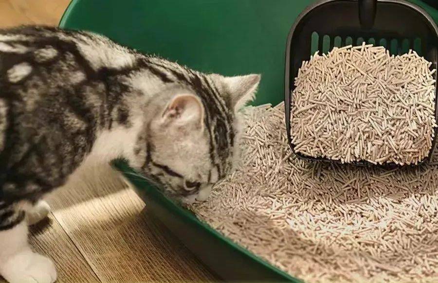 拓展植物猫砂新边界,新型谷物猫砂的开创者CENO 谷物猫砂单品销售超百万包 .jpeg 拓展植物猫砂新边界,新型谷物猫砂的开创者CENO 谷物猫砂单品销售超百万包 .jpeg
