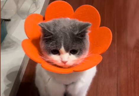 叫旺财的猫咪好吗.png