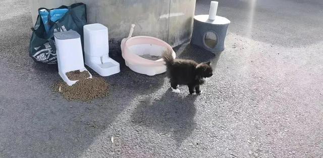 万物有灵：小猫被丢路边，痴痴等候主人回，网友：猫太傻！