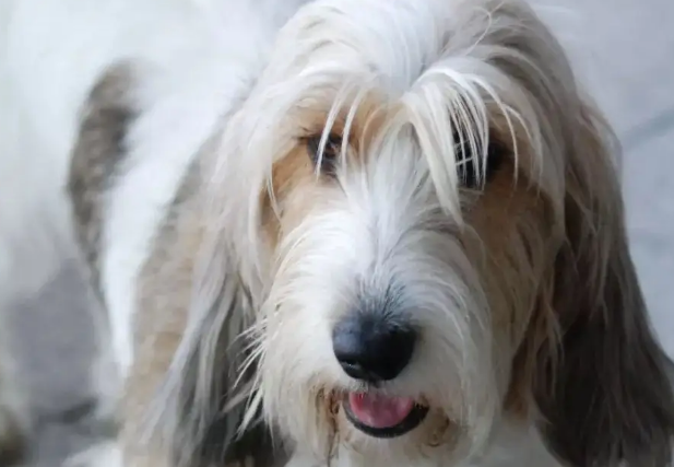 教迷你贝吉格里芬凡丁犬捡东西,这样做就行了 教迷你贝吉格里芬凡丁犬捡东西,这样做就行了