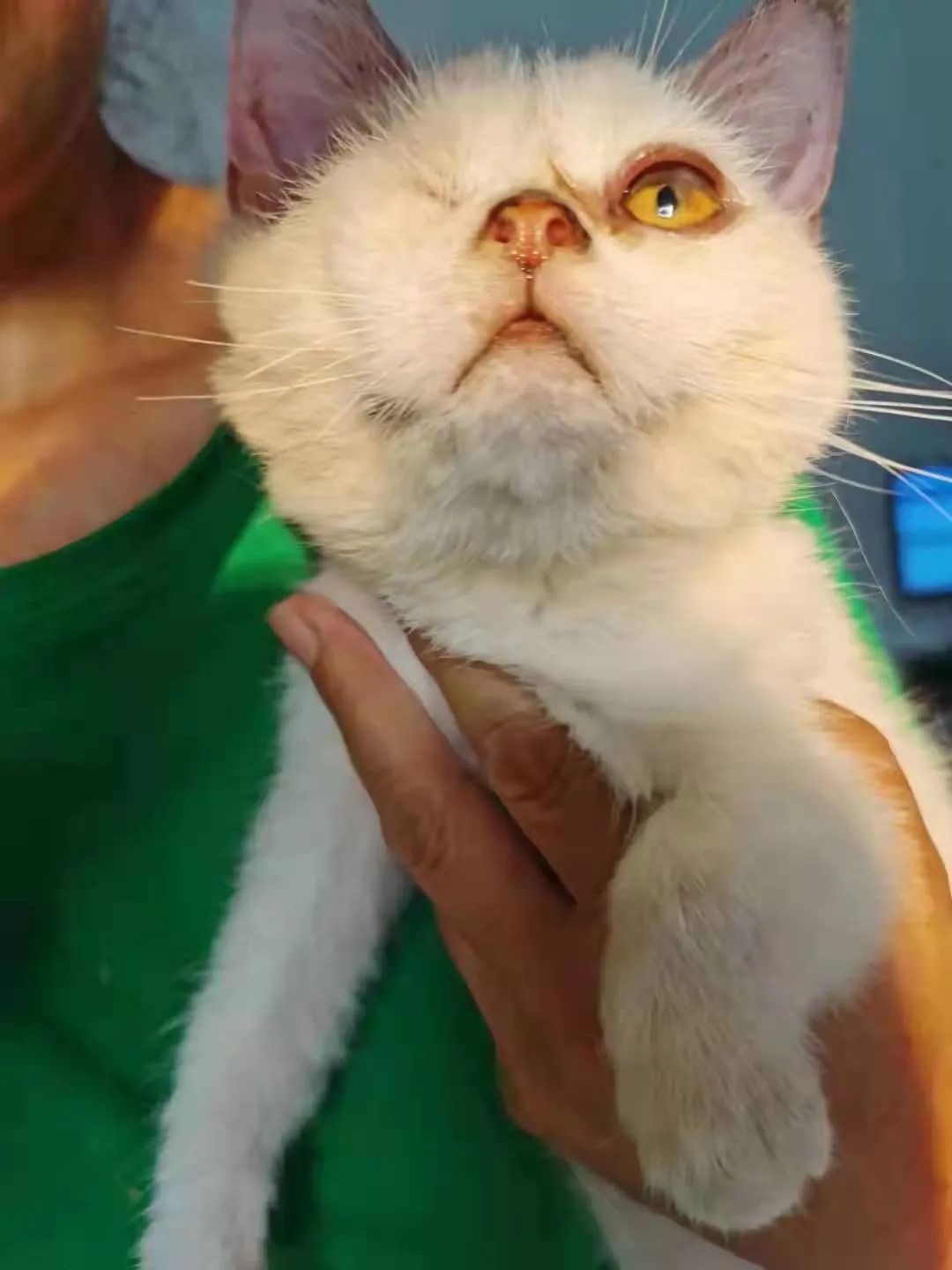 紧急求助！三百只流浪猫狗已经断粮，一起帮帮它们吧！