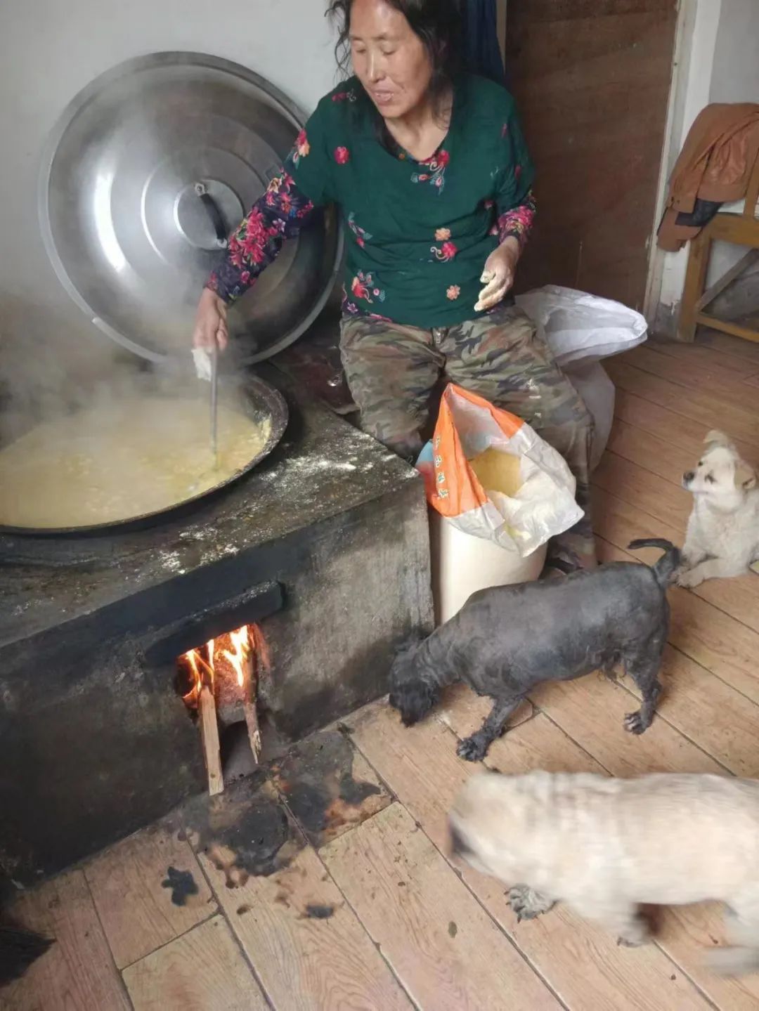 紧急求助！三百只流浪猫狗已经断粮，一起帮帮它们吧！