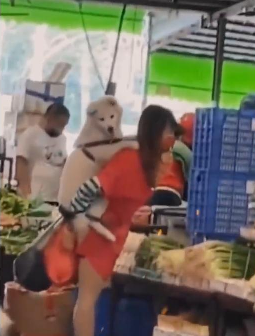 一女子，像背小孩一样，背着宠物狗去菜市场买菜