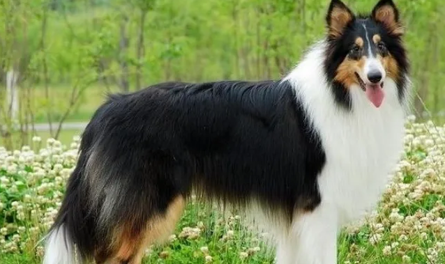 蘇格蘭牧羊犬的注意力,應該這樣訓練!-寵物網