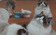哈尼宝贝布偶猫多少钱一只