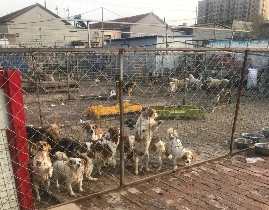 紧急求助！三百只流浪猫狗已经断粮，一起帮帮它们吧！