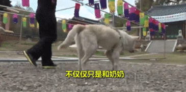 狗守护墓地11年，最后死在了主人的墓碑上