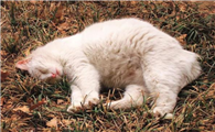 猫预产期是从配种当天算吗
