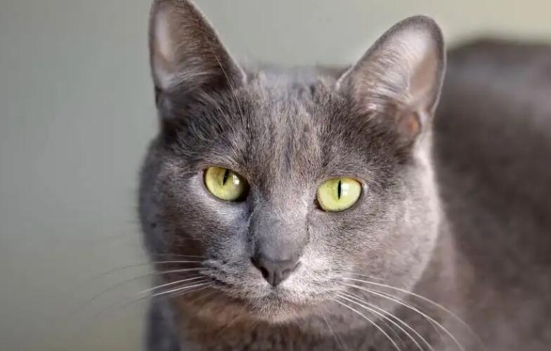 科拉特猫跳环训练,竟然如此简单 科拉特猫跳环训练,竟然如此简单