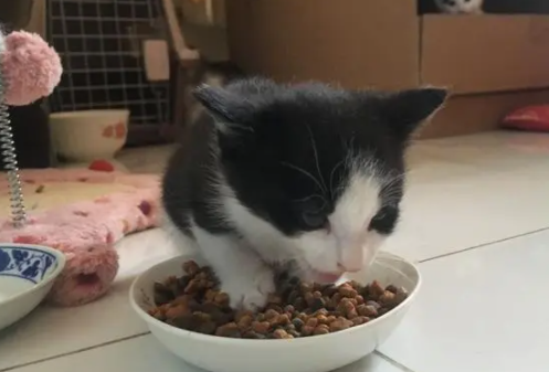 幼猫吃的猫粮成猫可以吃吗