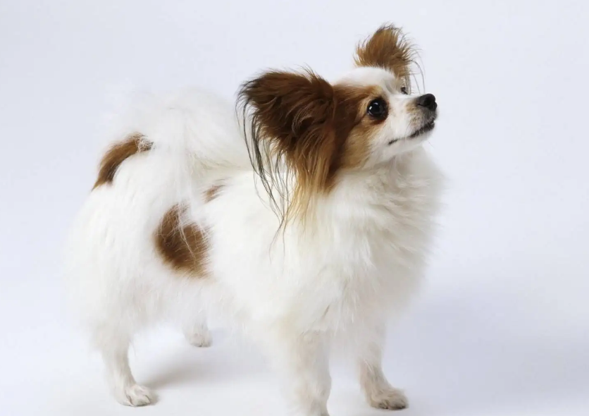 驯服蝴蝶犬,你需要掌握这些技巧! 驯服蝴蝶犬,你需要掌握这些技巧!