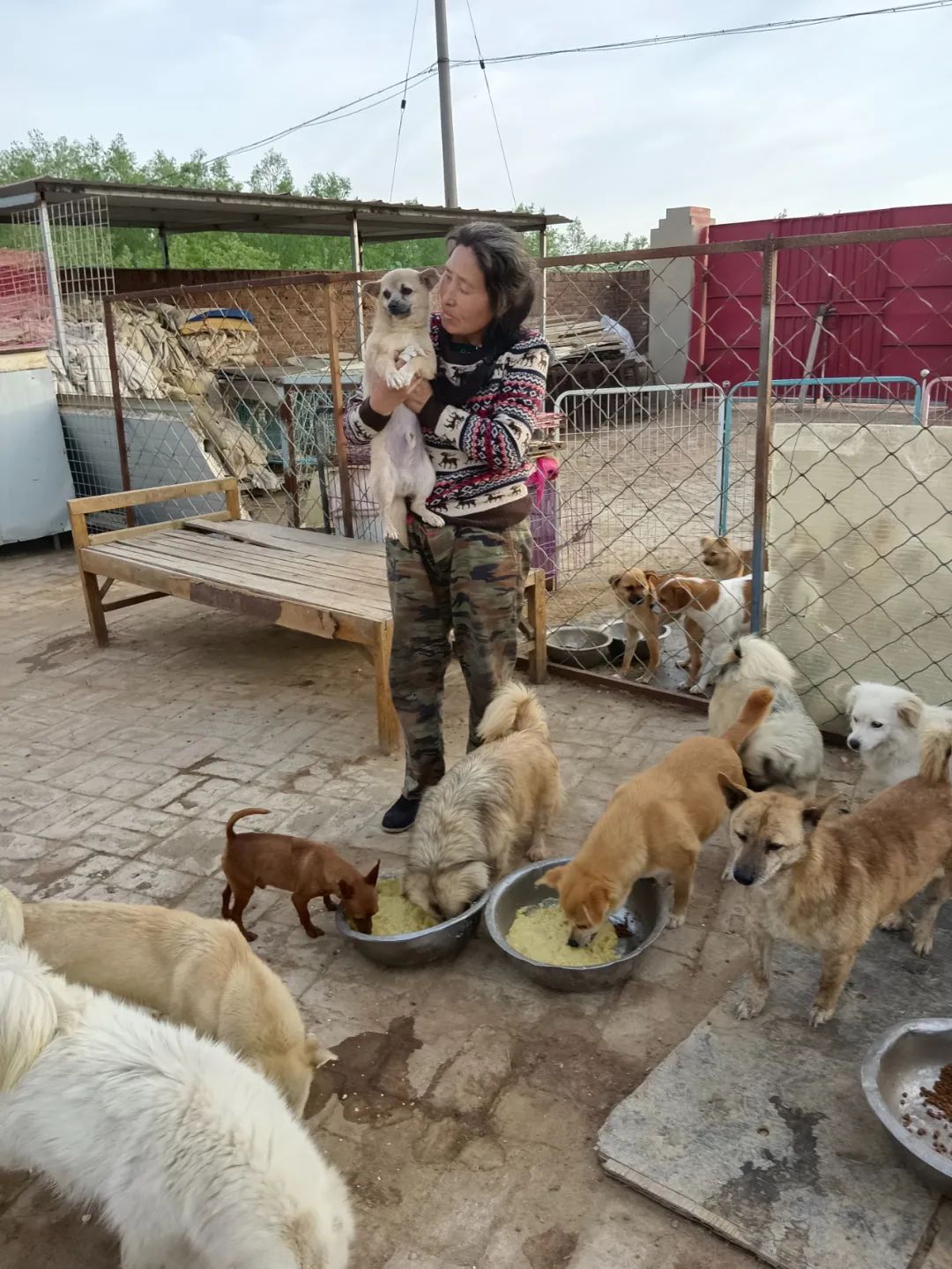 紧急求助！三百只流浪猫狗已经断粮，一起帮帮它们吧！