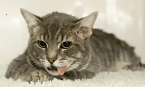 猫怀孕的时候会吐吗