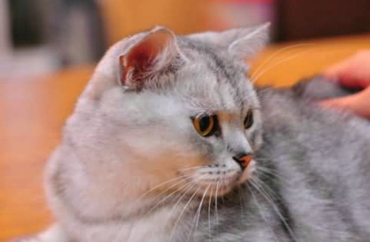 怎么确定母猫配种成功会叫吗