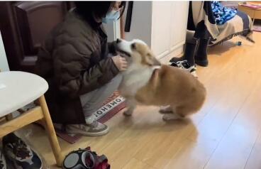 原来柯基Paper是这样的宠物博主！