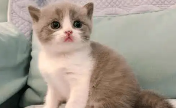 小奶猫多长时间可以吃猫粮