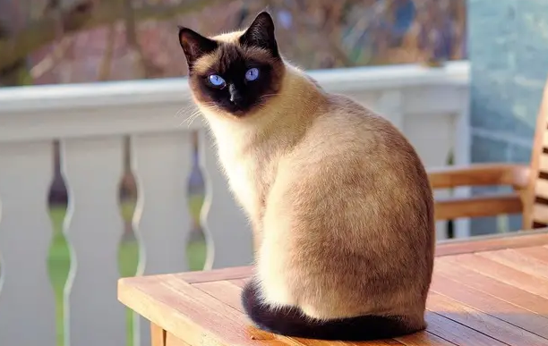 猫呕吐的原因一般有哪些