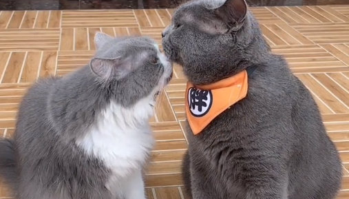 睡袋猫毛毛是什么猫 睡袋猫毛毛是什么猫
