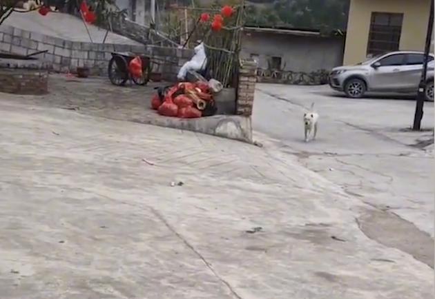 贵州女子给狗打电话，无论多远听见铃声立马回家：比老公靠谱多了