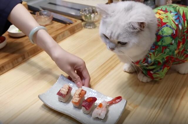 你看花花与三猫catlive做的"寿司",它的饭团是用鸡胸肉做的,上面是货